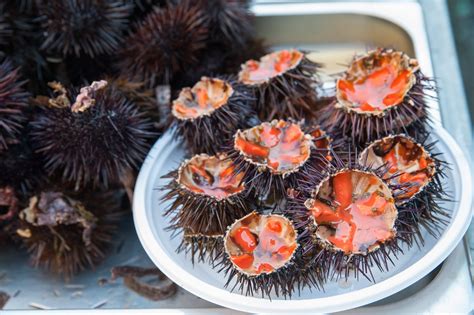 Sea Urchins in Sicily 2024-2025 - Rove.me