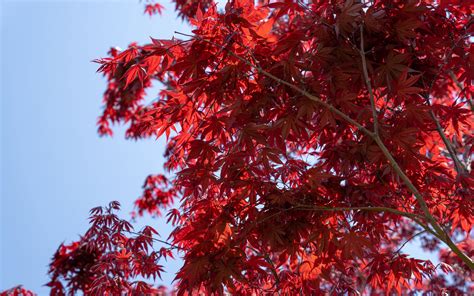 Download wallpaper 3840x2400 leaves, red, maple, branches, sky 4k ultra ...