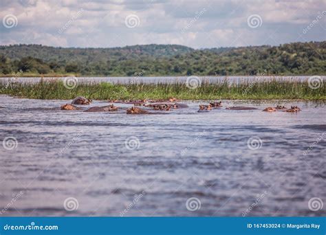 A Group of Hippos Sitting in the Water on the River Nile Stock Photo - Image of large, sitting ...