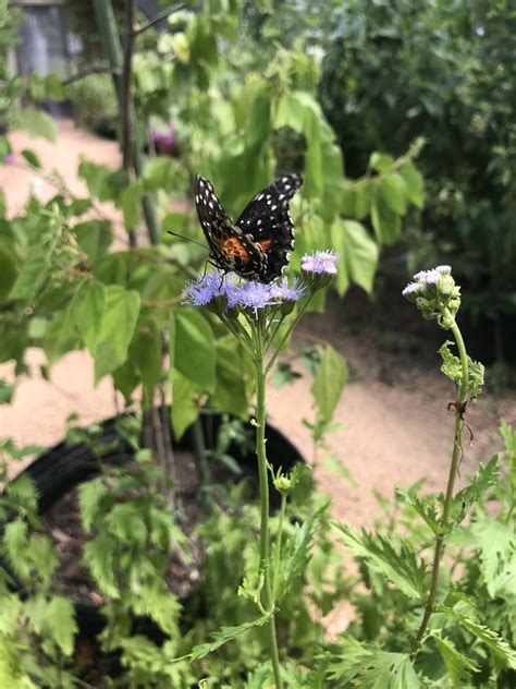 How to Start a Butterfly Garden - North Texas Butterfly Gardens