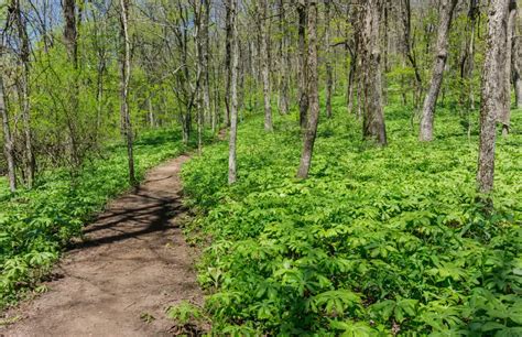 12 Best Hiking Trails in Blue Ridge, GA | Ranked Easy to Hard