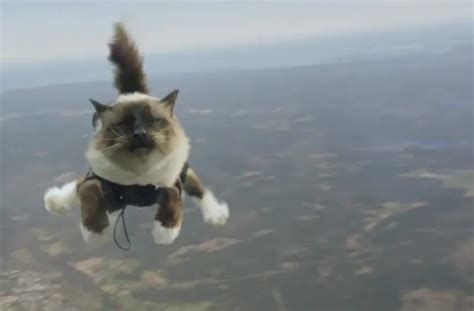 IF YOU HAVE NOT SEEN THIS YET YOU NEED TO. Swedish skydiving cats ...