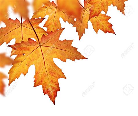 Orange Fall Leaves Border, Isolated On A White Background Stock ...