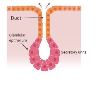 Glandular Epithelium Diagram