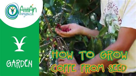 How to Grow Coffee from Seed | Coffee Plant Propagation | Atitlan Organics - YouTube