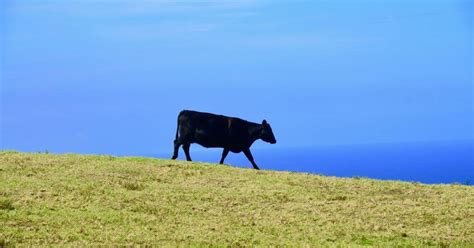 Cattle Ranching: Why Is It Bad for the Environment?