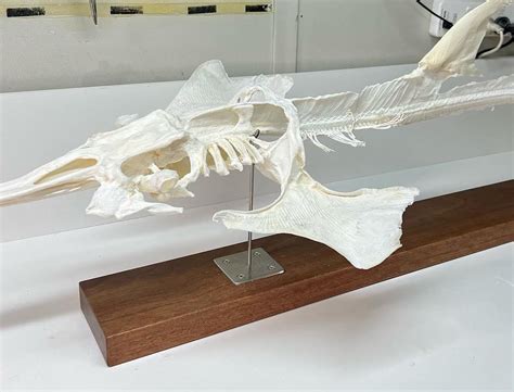 Shovelnose shark skeleton - Elasmo-Morph