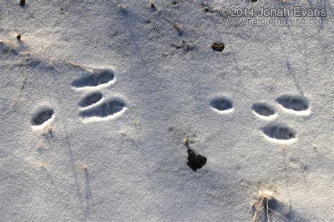 Identifying Animal Tracks in Snow – 5 Common Backyard Species – NatureTracking