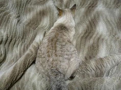 Can you spot the cats in these ingenious 'camouflage' photos? - World ...