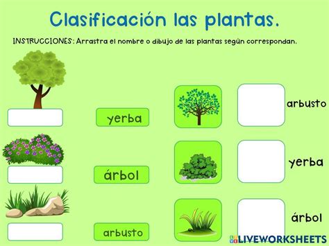 Clasificación de las plantas. worksheet | Clasificación de las plantas, Actividades para clase ...