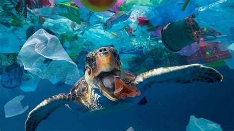 Petition · Save The Marine Animals - Australia · Change.org
