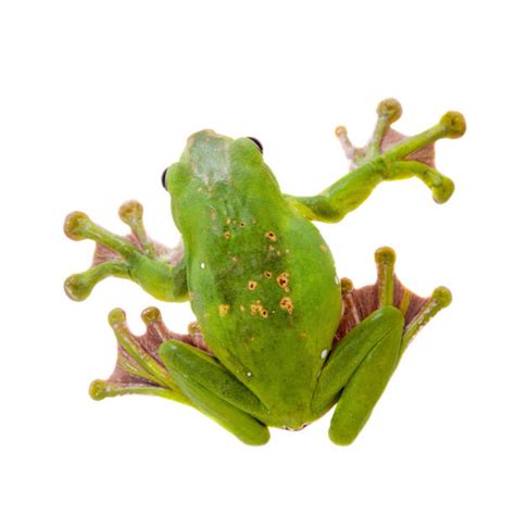 Best Frog Feet Stock Photos, Pictures & Royalty-Free Images - iStock