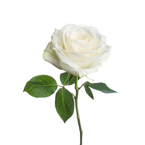Aprender acerca 60+ imagem dibujos de rosas blancas - Thptletrongtan.edu.vn