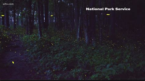 Synchronous Fireflies light up the sky in Congaree National Park | wltx.com