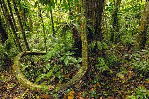 Lugares Naturales Fantasticos: YASUNÍ ITT: PARAÍSO ECUATORIANO