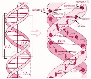 Estructura del ADN: El modelo de watson crick