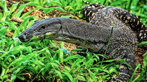 Australian couple bit by goanna lizard while trying to save their dog ...