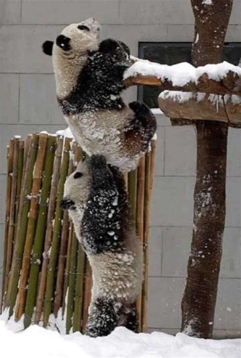 Animal Teamwork | Photos of Animals Working Together