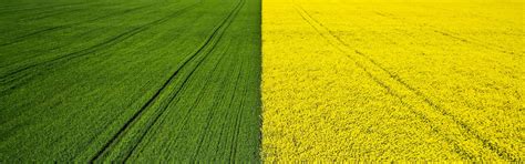 Intercropping Concept & Types: How To Benefit From The Practice