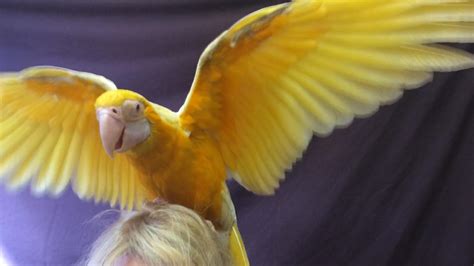 Zeus the rare albino Lutino Macaw | The Cairns Post