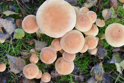 Free Images : nature, produce, autumn, fungus, mushrooms, agaric, bolete, auriculariales ...