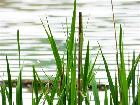 Wetland Grass Photograph by Shawna Rowe