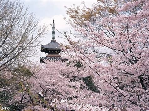 Ueno Cherry Blossom Festival | Japan Deluxe Tours