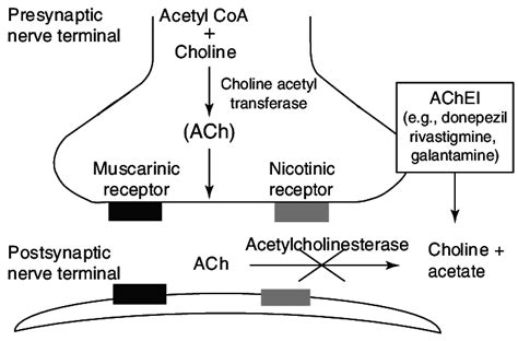 Acetylcholinesterase inhibitors: mechanisms of action... | Download ...