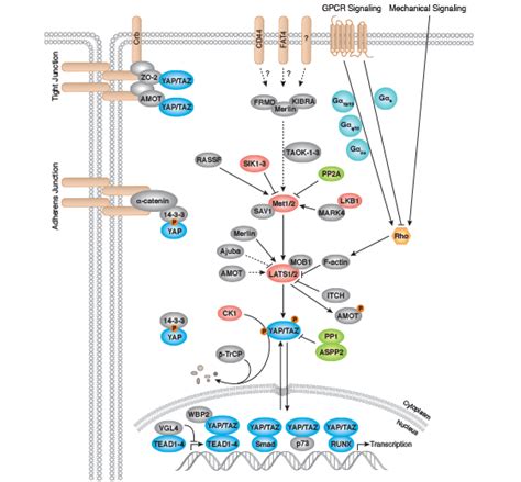 Hippo Signaling Interactive Pathway | Cell Signaling Technology