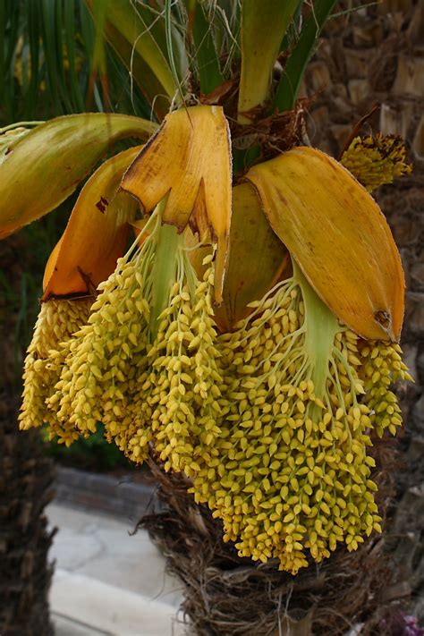 Pygmy Date Palm Bloom Free Stock Photo - Public Domain Pictures