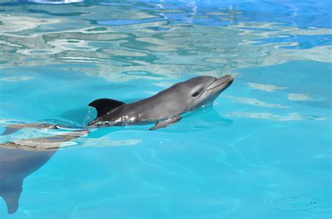 Beautiful baby dolphin. Awe. Love this!! | Baby dolphins, Animal ...