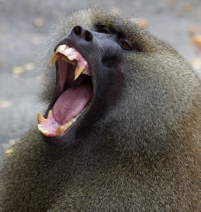 Baboon Showing Teeth Stock Photo - Download Image Now - iStock