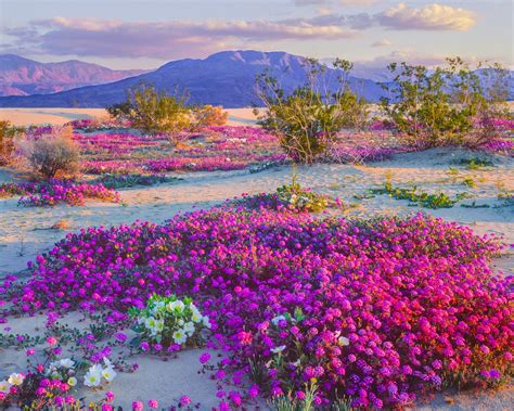 California's Wildflower Super Bloom | Earth Blog