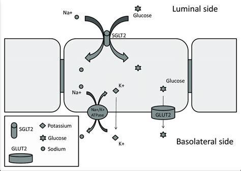 Sodium-glucose cotransporter 2 (SGLT2) in the renal tubule. SGLT2... | Download Scientific Diagram