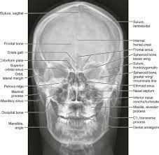 Frontal radiograph of skull | xray | Pinterest | Radiology, Rad tech and Radiology schools