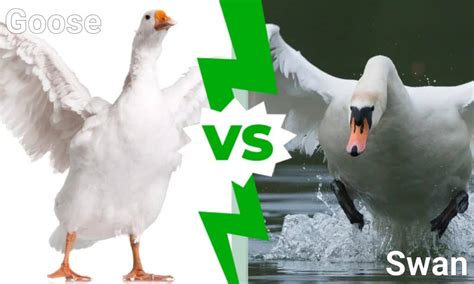 Goose vs Swan: 4 Key Differences Explained - IMP WORLD