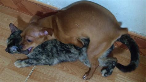 Dog Makes Love With Cat | Dog And Cat Mating Video - YouTube