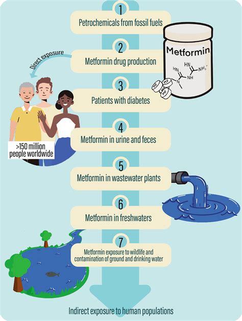 Frontiers | Hypothesis: Metformin is a potential reproductive toxicant