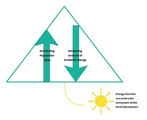 Energy Flow Pyramid Diagram Energy Pyramid