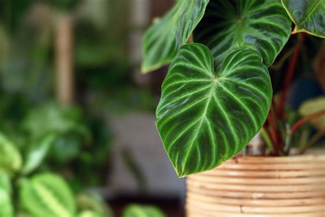 5 Rare Plants That Are Surprisingly Easy to Care For - Modern Farmer