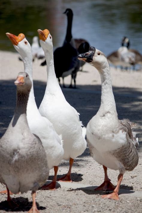 Chinese Goose Photo by Ivete Basso Photography -- National Geographic Your Shot | Geese breeds ...