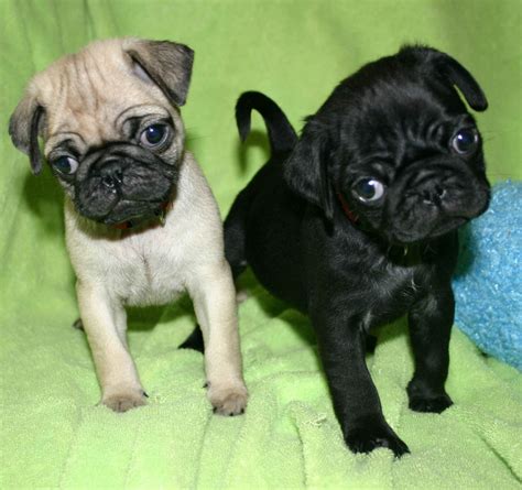 Pug Puppies For Sale | Buffalo, NY #288746 | Petzlover