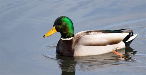 Do's and Don'ts of Duck Feeding - Maine Audubon