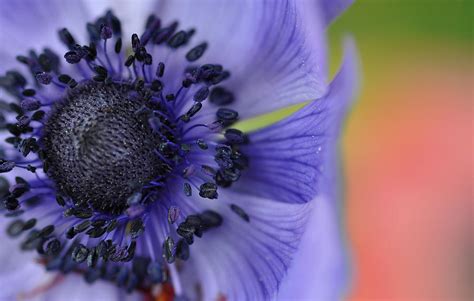 Purple Poppy Photograph by Nancy Anderson - Fine Art America