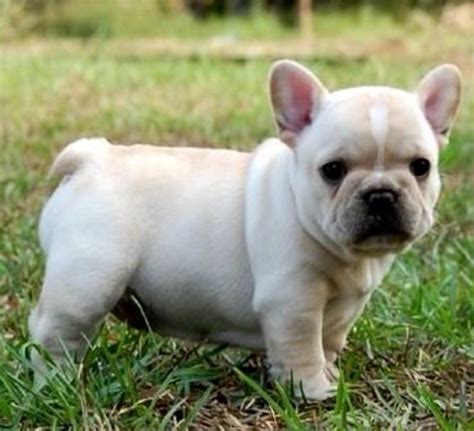 Adorable baby | French bulldog puppies, Bulldog puppies, Cute puppies