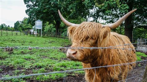Honey Highland Cow, Edinburgh Scotland itinerary Best Places To Eat, Favorite Places, Edinburgh ...
