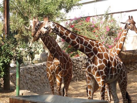 Ramat Gan Safari - Picture of Safari Park, Ramat Gan - Tripadvisor