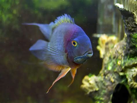 What is the Best Cichlid Food? 4 Great Choices for Optimal Nutrition