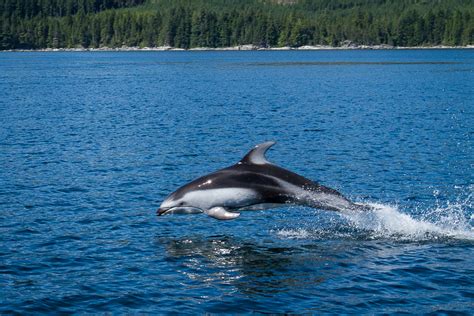 Pacific White-Sided Dolphin Encounter in Discovery Passage - Anne McKinnell Photography