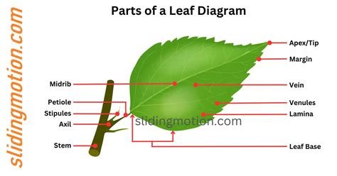 Ultimate Guide on Parts of a Leaf: Names, Functions & Diagram